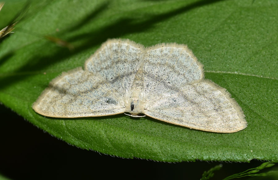 Geometridae: Idaea subsericeata? No, Scopula nigropunctata